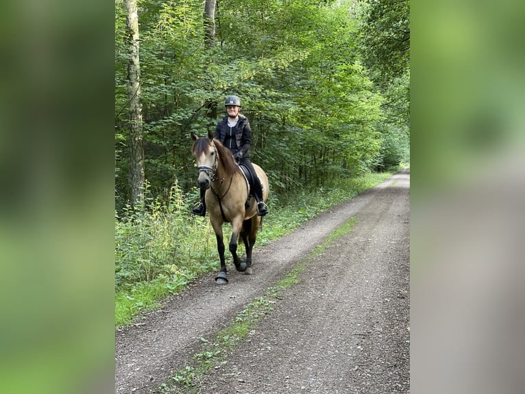 Andaluso Giumenta 8 Anni 159 cm Falbo in Nienhagen