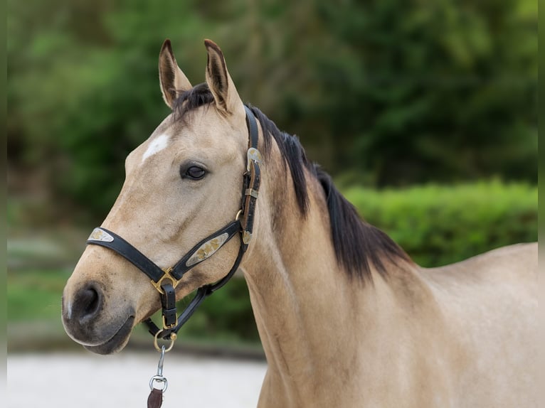 Andaluso Giumenta 8 Anni 163 cm Falbo in Neustadt (Wied)
