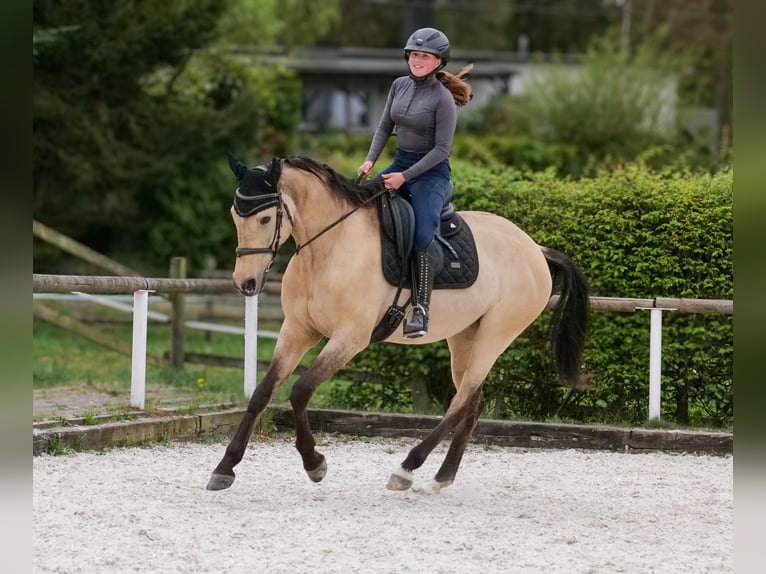 Andaluso Giumenta 8 Anni 163 cm Falbo in Neustadt (Wied)
