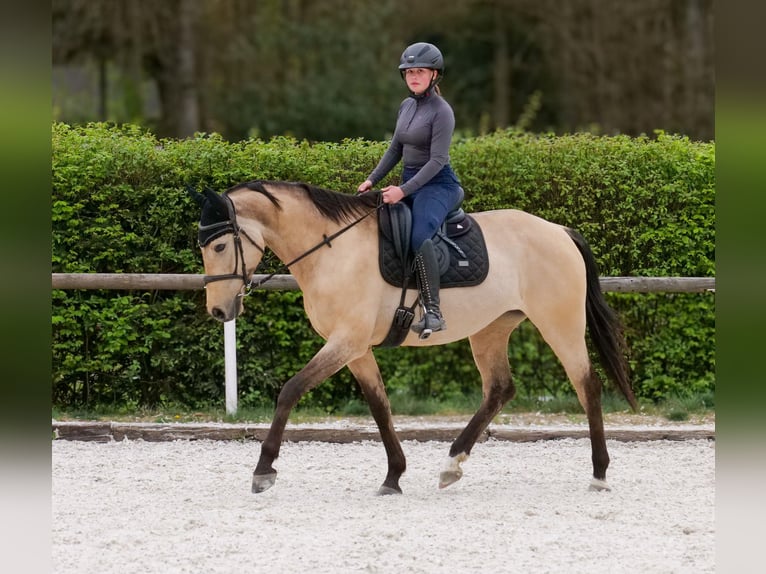 Andaluso Giumenta 8 Anni 163 cm Falbo in Neustadt (Wied)