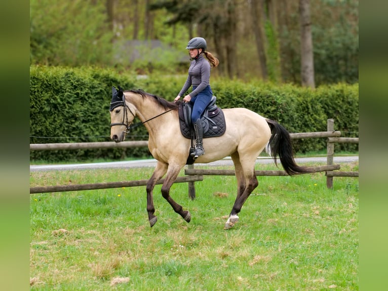 Andaluso Giumenta 8 Anni 163 cm Falbo in Neustadt (Wied)