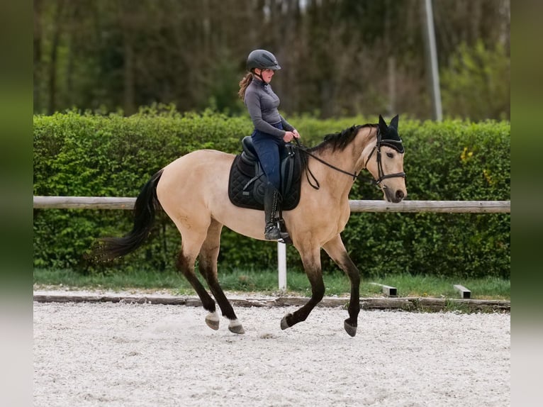 Andaluso Giumenta 8 Anni 163 cm Falbo in Neustadt (Wied)