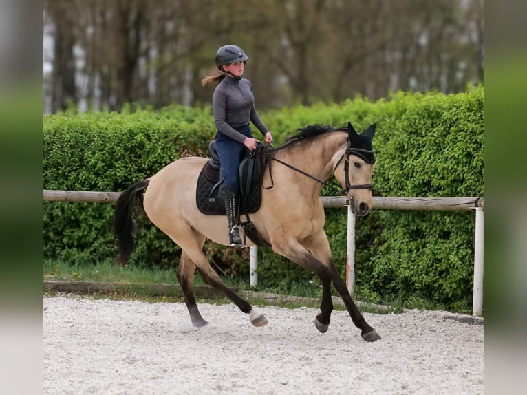 Andaluso Giumenta 8 Anni 163 cm Falbo in Neustadt (Wied)