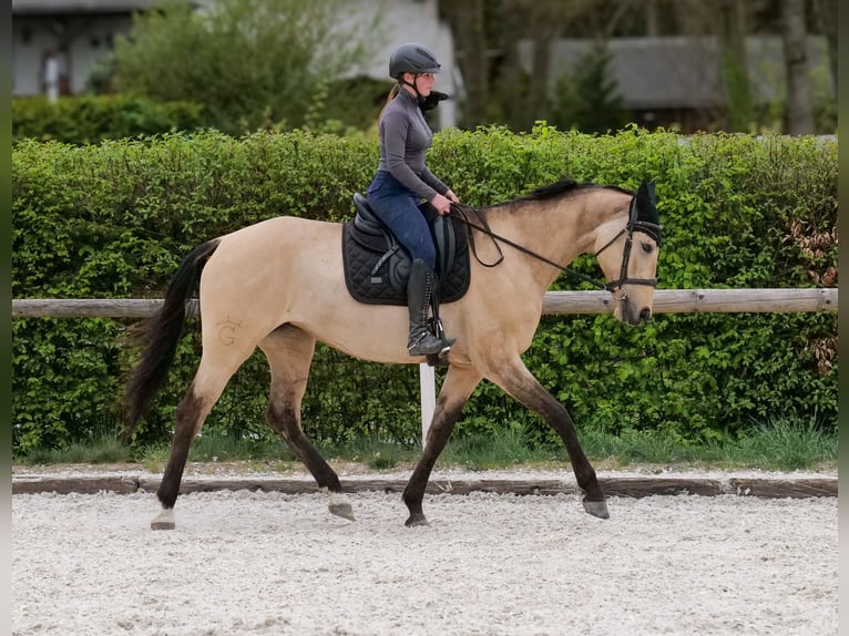 Andaluso Giumenta 8 Anni 163 cm Falbo in Neustadt (Wied)