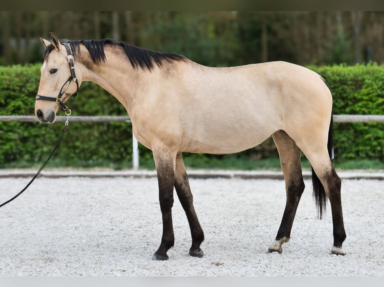 Andaluso Giumenta 8 Anni 163 cm Falbo in Neustadt (Wied)
