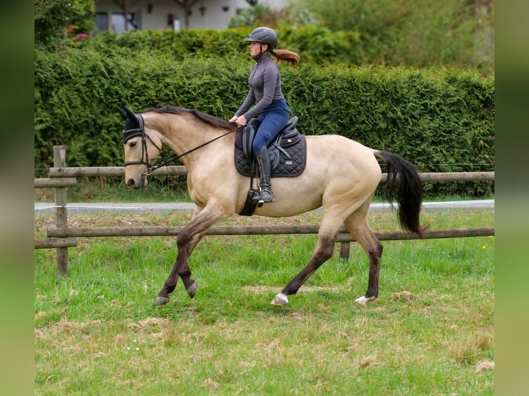 Andaluso Giumenta 8 Anni 163 cm Falbo in Neustadt (Wied)