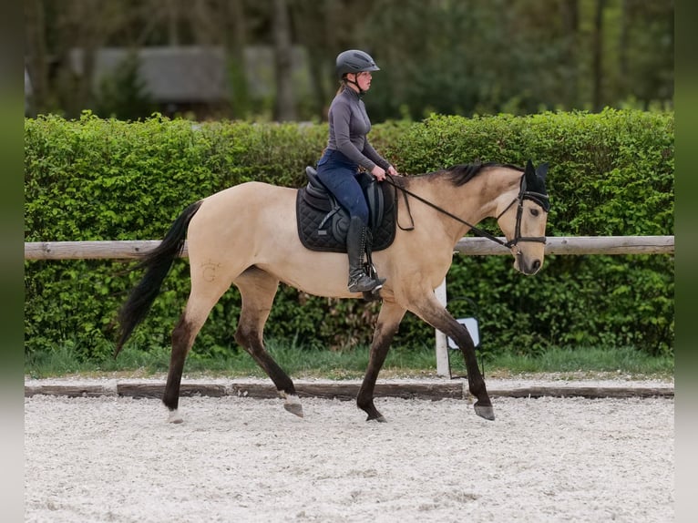 Andaluso Giumenta 8 Anni 163 cm Falbo in Neustadt (Wied)