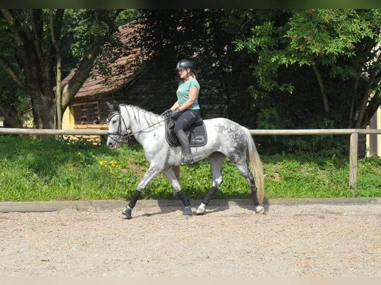 Andaluso Giumenta 9 Anni 157 cm Grigio pezzato in Wellheim