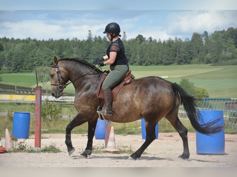 Andaluso Giumenta 9 Anni 163 cm Falbo in Bonndorf im Schwarzwald