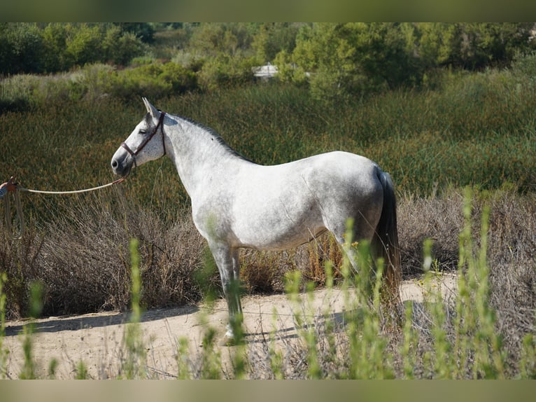 Andaluso Giumenta 9 Anni 163 cm Grigio in Corona, CA