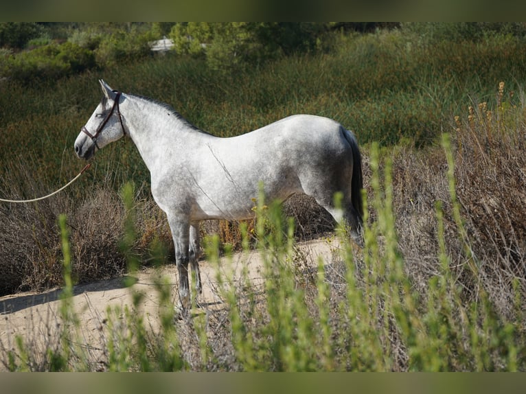 Andaluso Giumenta 9 Anni 163 cm Grigio in Corona, CA