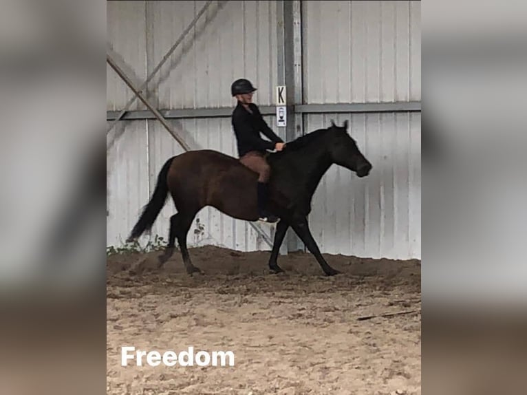 Andaluso Giumenta 9 Anni 165 cm Baio scuro in poperinge