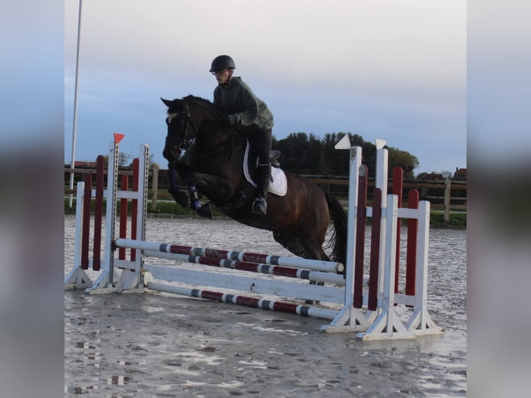 Andaluso Giumenta 9 Anni 165 cm Baio scuro in poperinge