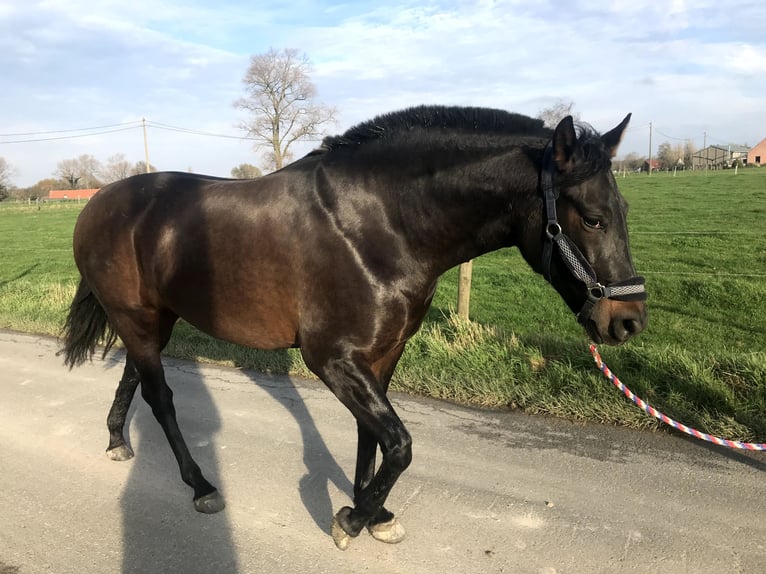 Andaluso Giumenta 9 Anni 165 cm Baio scuro in poperinge