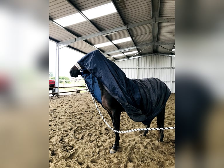 Andaluso Giumenta 9 Anni 165 cm Baio scuro in poperinge