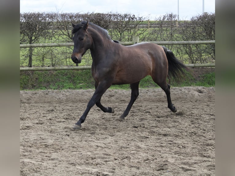 Andaluso Giumenta 9 Anni 165 cm Baio scuro in poperinge