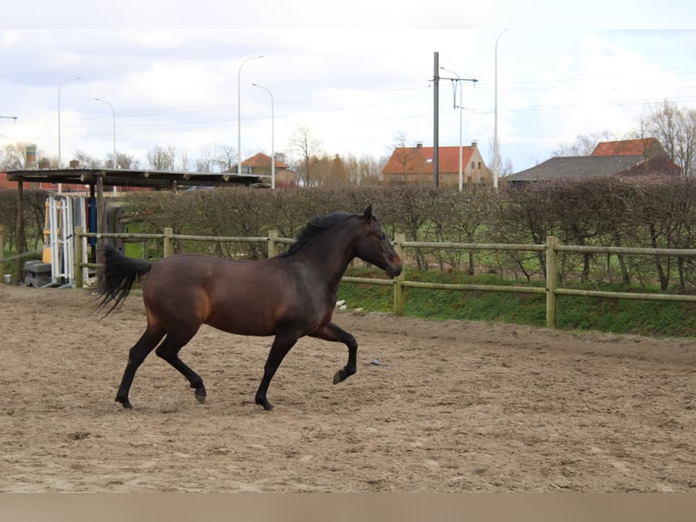 Andaluso Giumenta 9 Anni 165 cm Baio scuro in poperinge