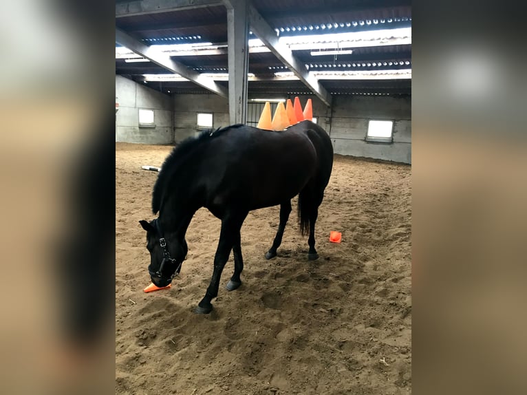 Andaluso Giumenta 9 Anni 165 cm Baio scuro in poperinge