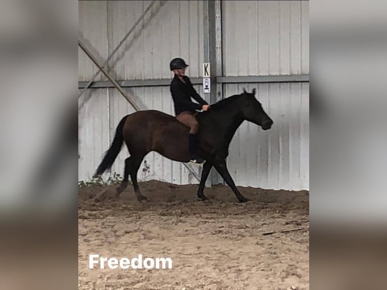 Andaluso Giumenta 9 Anni 165 cm Baio scuro in poperinge