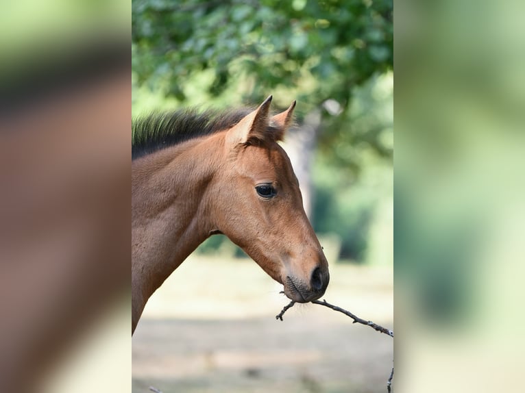 Andaluso Giumenta Puledri (05/2026) 158 cm Baio in Rerik OT Russow