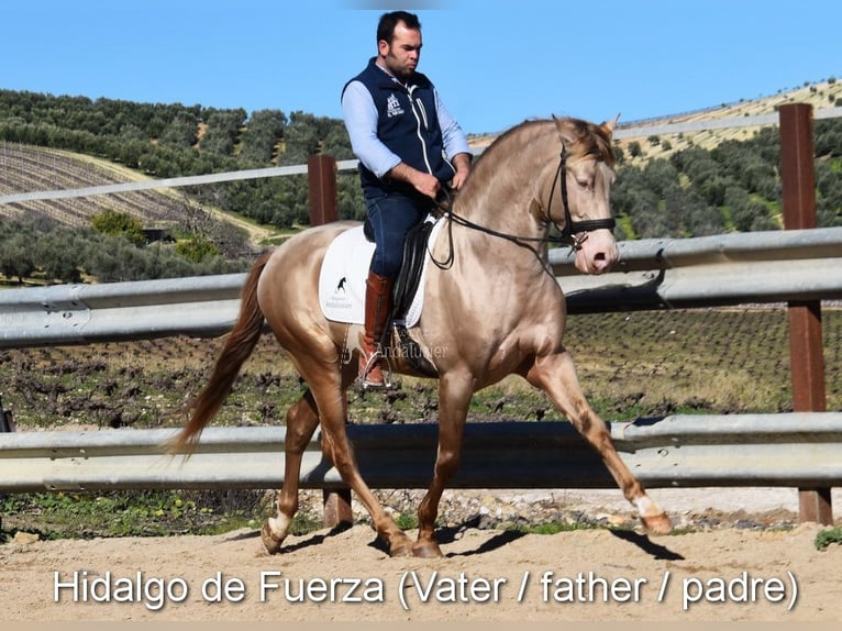 Andaluso Giumenta Puledri (04/2026) 160 cm Pearl in Provinz Cordoba