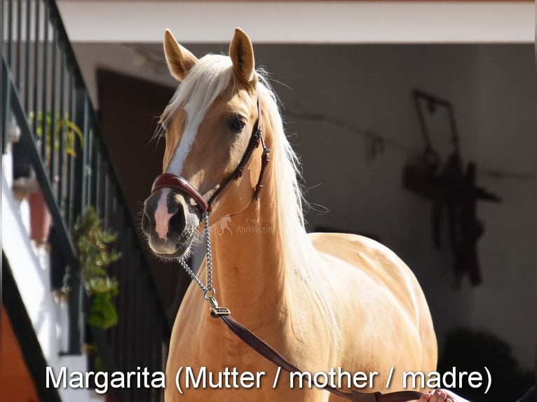 Andaluso Giumenta Puledri (04/2026) 160 cm Pearl in Provinz Cordoba