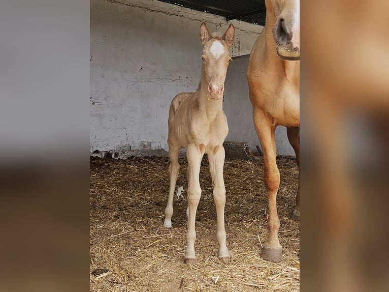 Andaluso Giumenta Puledri (04/2026) 160 cm Pearl in Provinz Cordoba