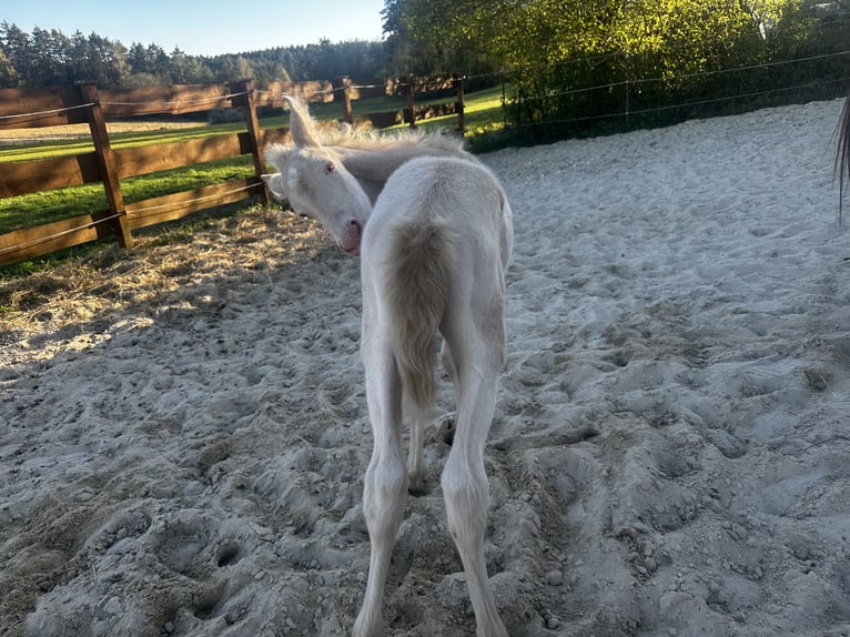Andaluso Giumenta Puledri (04/2026) 160 cm Perlino in Gößweinstein