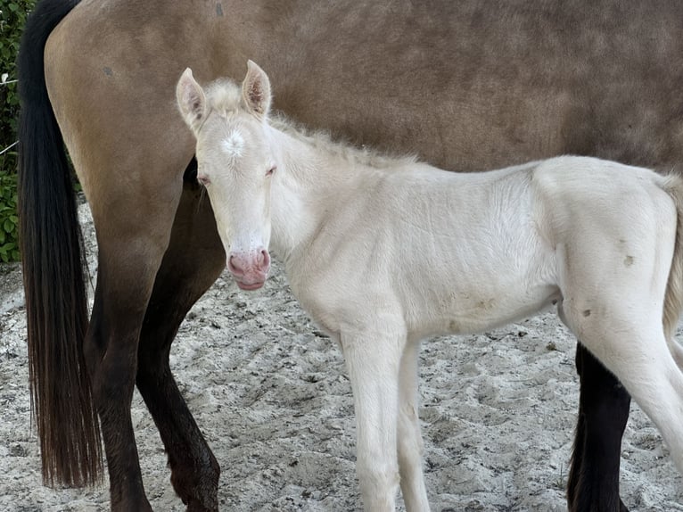 Andaluso Giumenta Puledri (04/2026) 160 cm Perlino in Gößweinstein