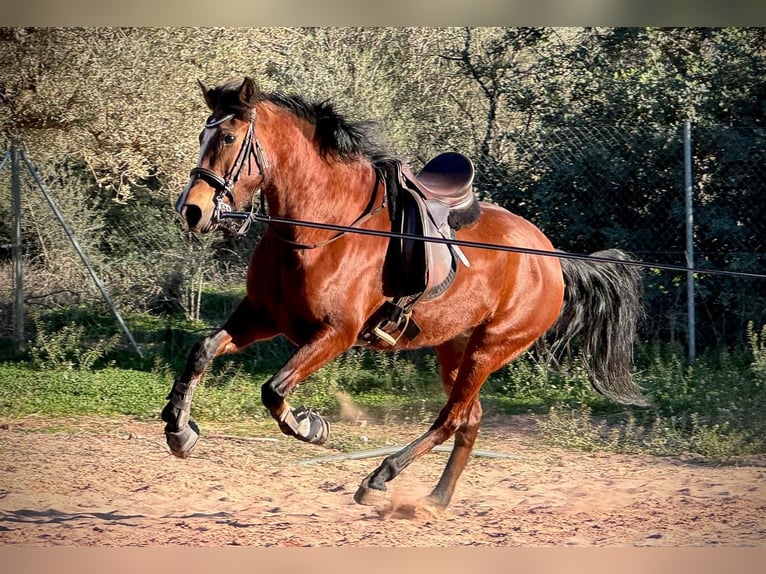 Andaluso Mix Giumenta Puledri (03/2026) 165 cm Baio in Valencia