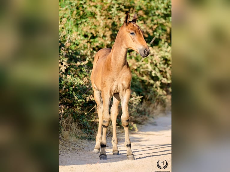 Andaluso Giumenta Puledri (01/2026) Baio scuro in Navalperal De Pinares