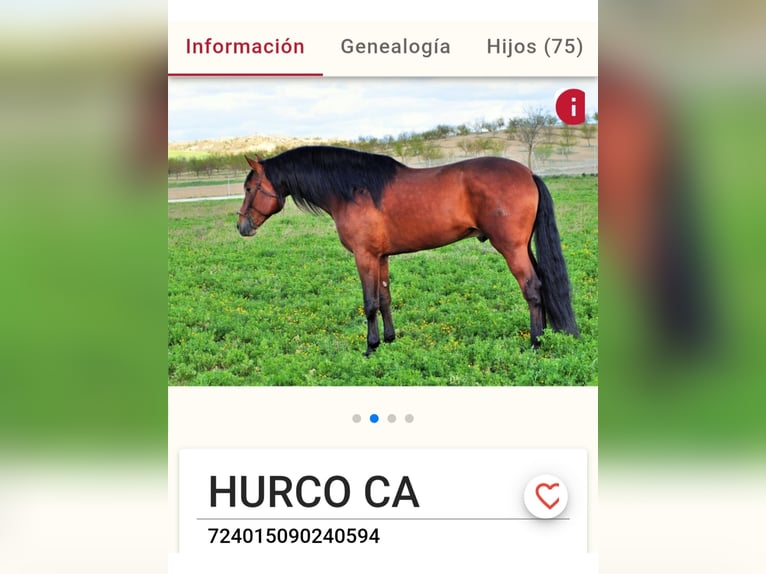 Andaluso Giumenta Puledri (01/2026) Baio scuro in Navalperal De Pinares