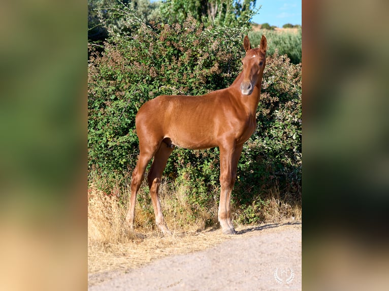 Andaluso Stallone 10 Anni Sauro ciliegia in Navalperal De Pinares