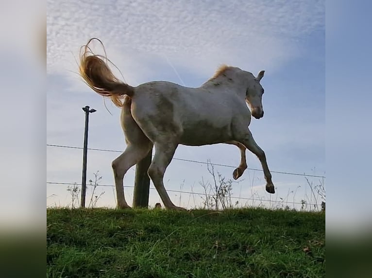 Andaluso Stallone 12 Anni 152 cm Cremello in Frauenneuharting