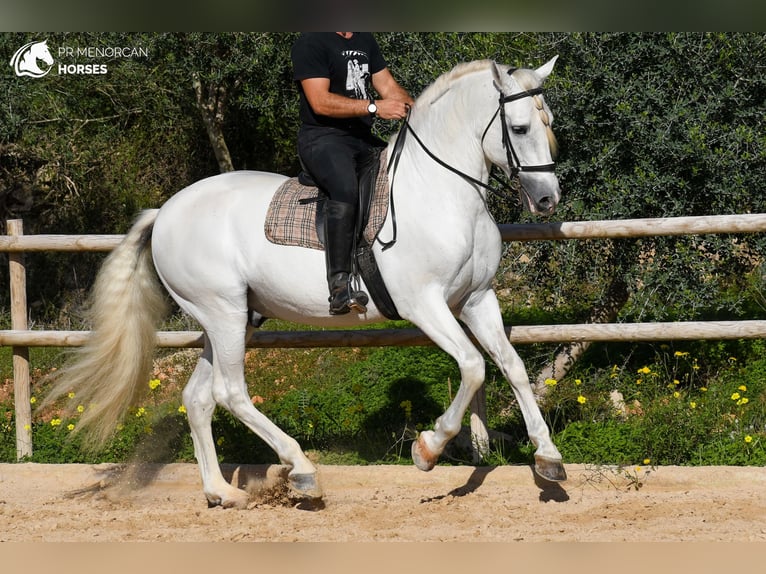 Andaluso Stallone 12 Anni 162 cm Bianco in Menorca