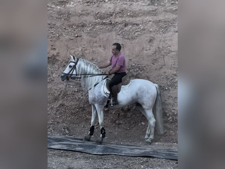 Andaluso Stallone 13 Anni 164 cm Può diventare grigio in Granada