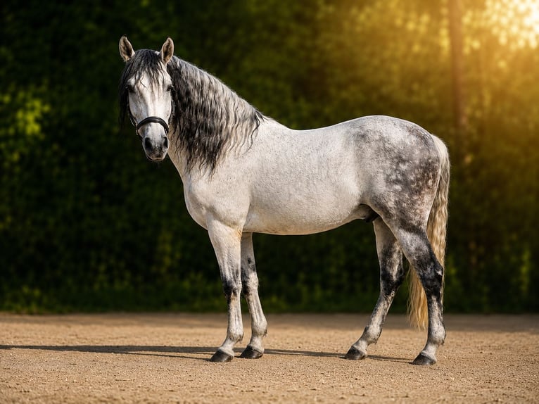 Andaluso Stallone 14 Anni Grigio pezzato in Timişoara