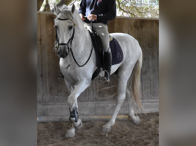 Andaluso Stallone 15 Anni 160 cm Grigio in Mallorca