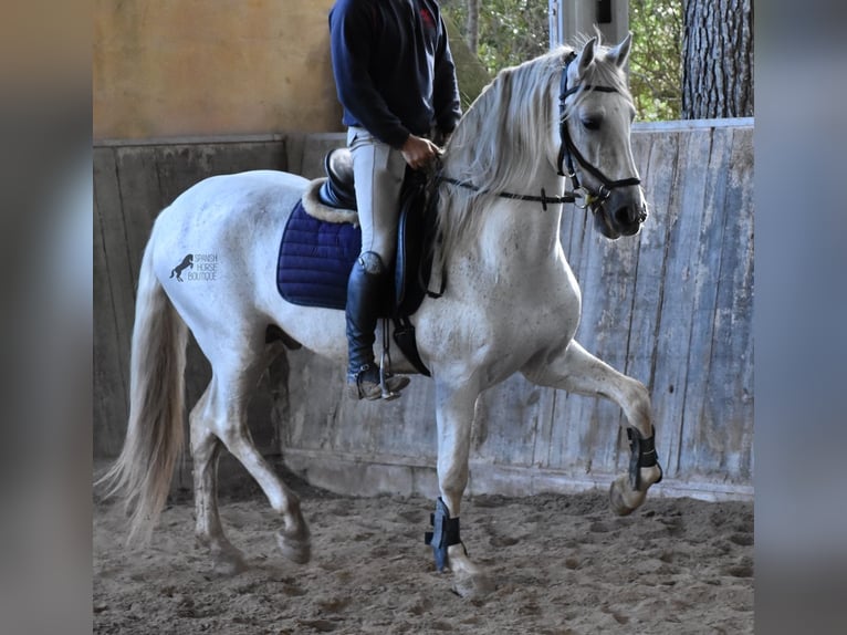 Andaluso Stallone 15 Anni 160 cm Grigio in Mallorca