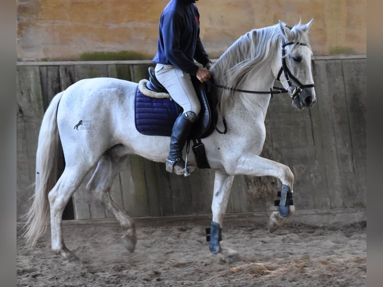 Andaluso Stallone 15 Anni 160 cm Grigio in Mallorca