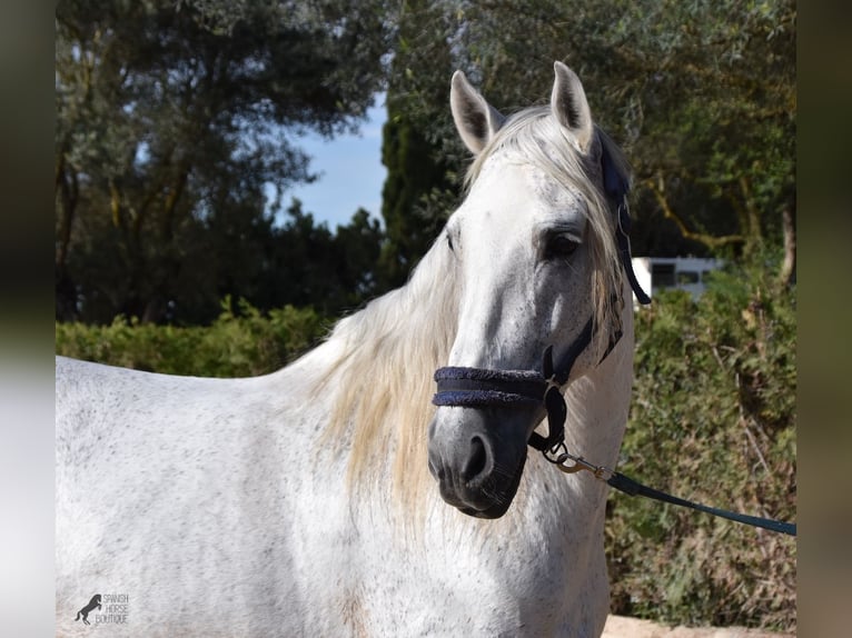 Andaluso Stallone 15 Anni 160 cm Grigio in Mallorca