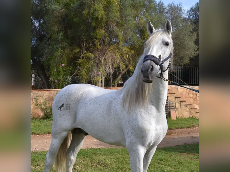 Andaluso Stallone 15 Anni 160 cm Grigio in Mallorca