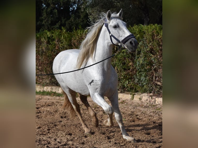 Andaluso Stallone 15 Anni 160 cm Grigio in Mallorca