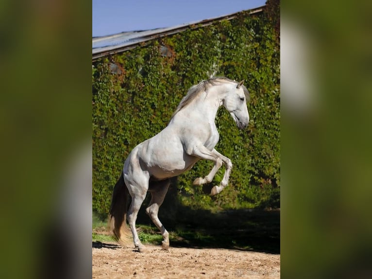 Andaluso Stallone 15 Anni Bianco in Hybrálec
