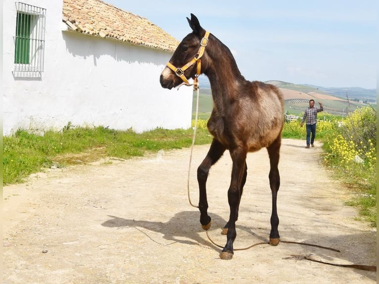 Andaluso Stallone 1 Anno 120 cm  in Provinz Cordoba