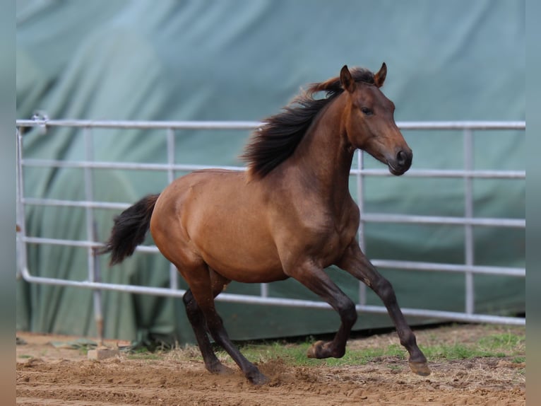 Andaluso Stallone 1 Anno 148 cm Baio in Rerik