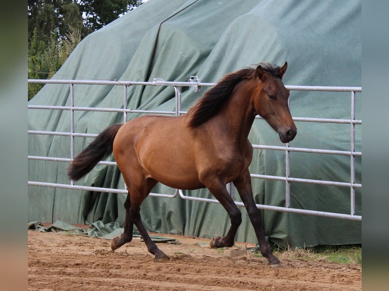 Andaluso Stallone 1 Anno 148 cm Baio in Rerik