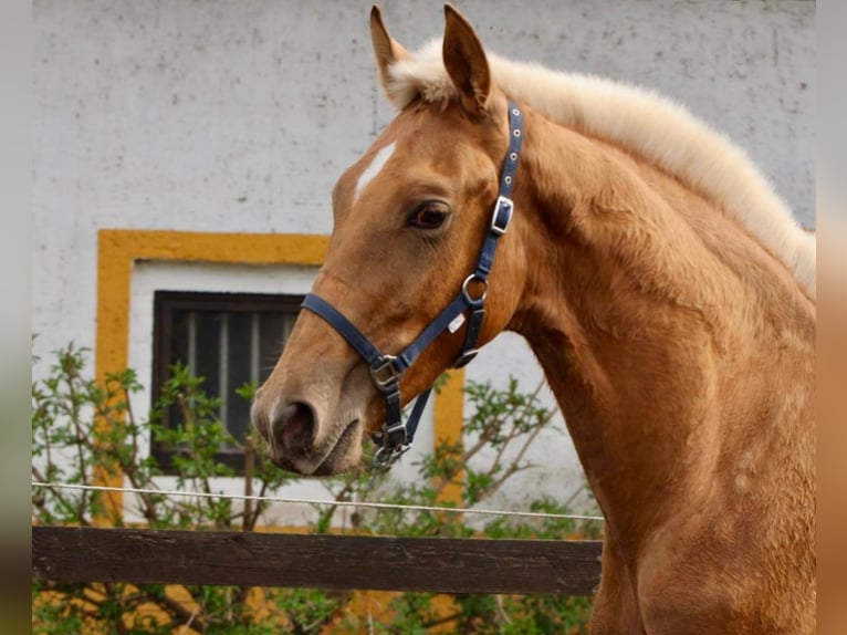 Andaluso Stallone 1 Anno 150 cm Palomino in Polenz