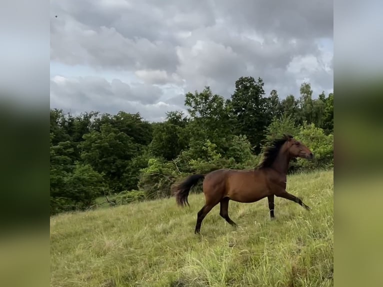 Andaluso Stallone 1 Anno 160 cm Baio in Ballenstedt