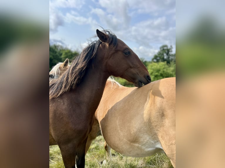 Andaluso Stallone 1 Anno 160 cm Baio in Ballenstedt